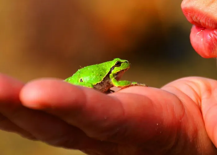 Romantische Froschkoenig By Interhome Allmuthshausen